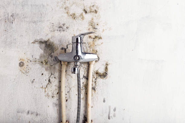 Best Localized Mold Remediation (e.g., coastal areas, humid climates) in Stanaford, WV
