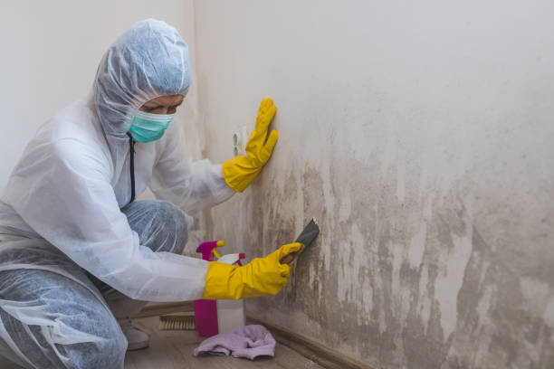 Best Post-Flood Mold Remediation in Stanaford, WV