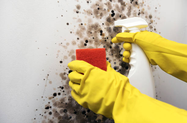 Best Commercial Mold Remediation in Stanaford, WV
