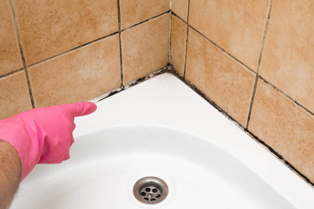 Best Post-Flood Mold Remediation in Stanaford, WV