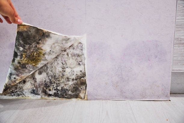 Best Industrial Mold Remediation in Stanaford, WV